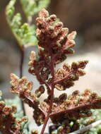 Image de Oeosporangium hispanicum (Mett.) Fraser-Jenk. & Pariyar