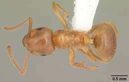 Image de Lasius umbratus (Nylander 1846)