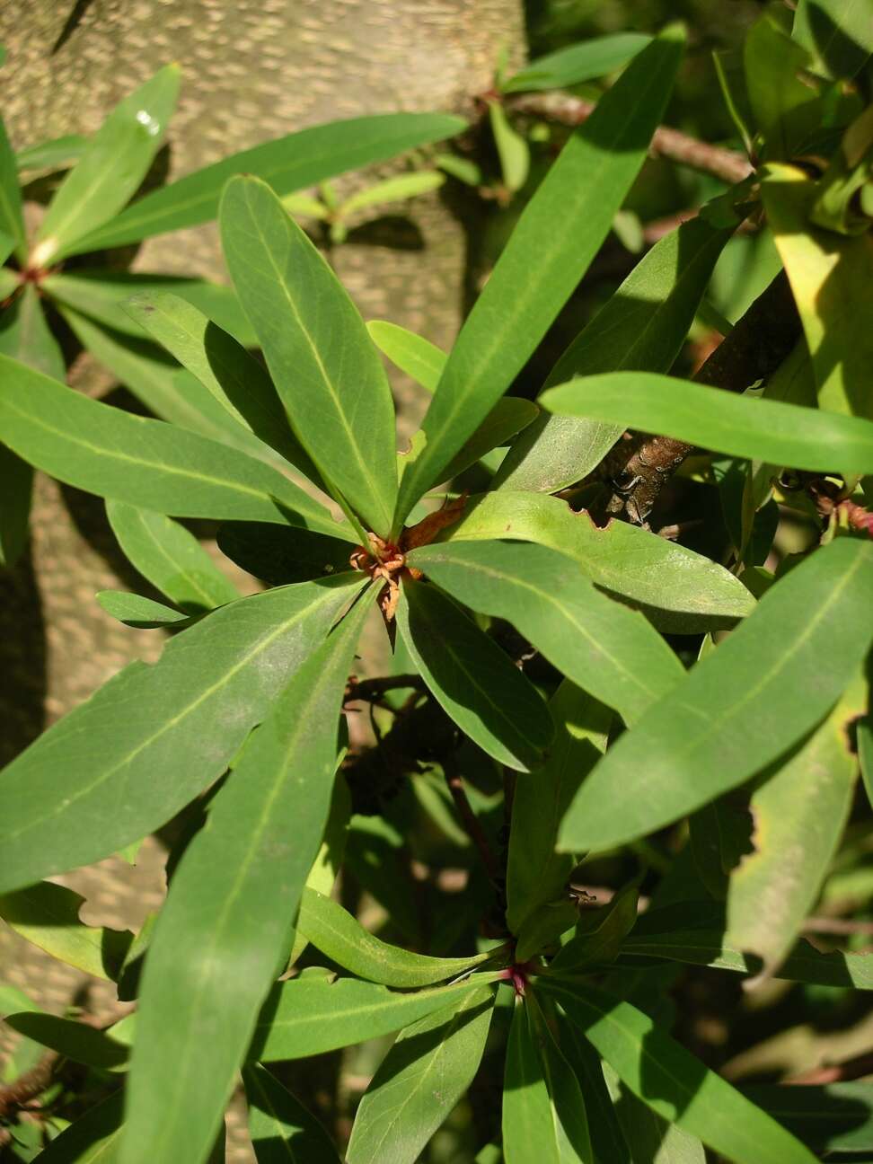 Imagem de Embothrium coccineum J. R. Forster & G. Forster