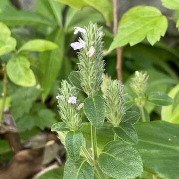 Image of Justicia procumbens var. riukiuensis Yamamoto