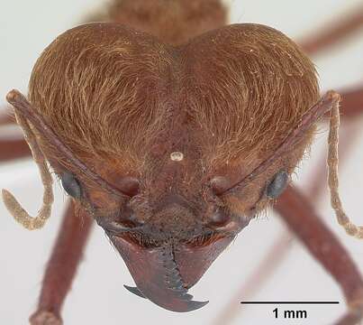 Image of Leaf-cutter ant