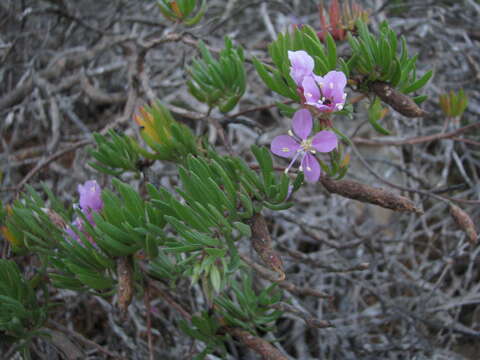 Image of Gongylocarpus fruticulosus Brandeg.