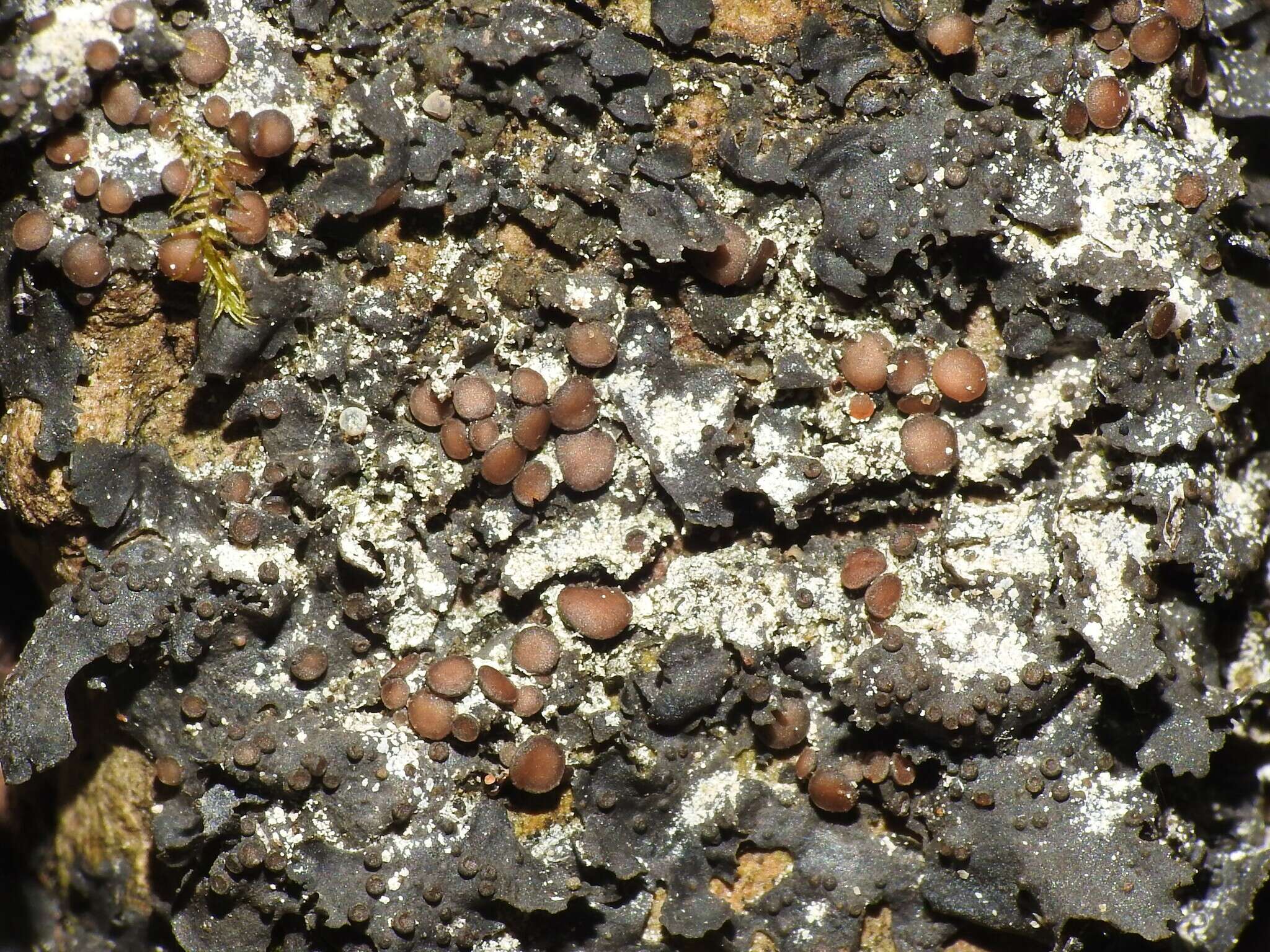 Image of Flooded Jellyskin Lichen