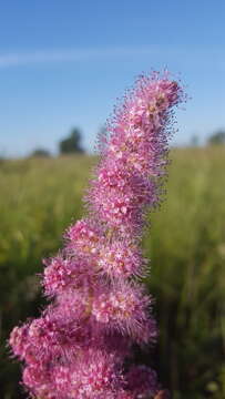 Image of rose spirea