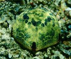 Image of Cushion star