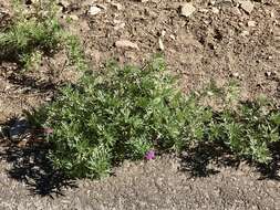 Image of Chiricahua Mountain mock vervain