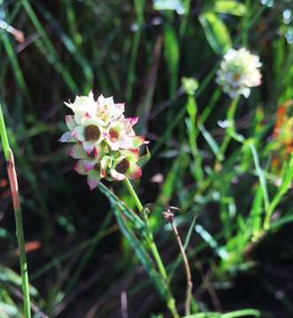 Image of Shrubby Primrose-Willow