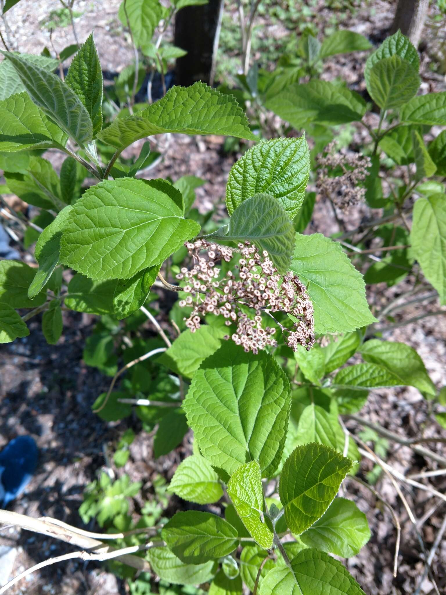 Imagem de Hydrangea cinerea Small