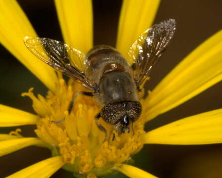 صورة Eristalinus haplops (Wiedemann 1830)