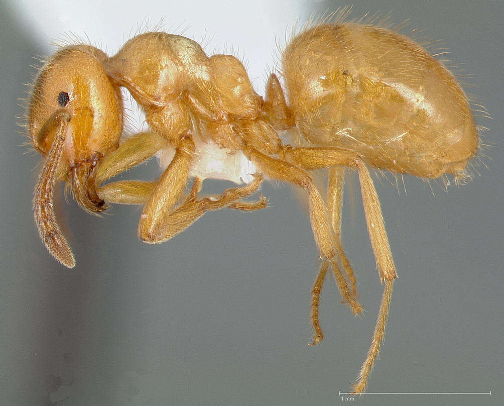 Image de Lasius latipes