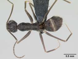 Image of Black Crazy Ant