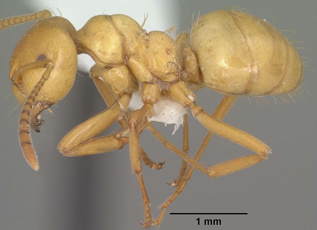 Image de Lasius arizonicus