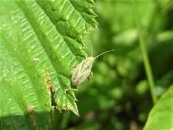 Sivun Amblytylus nasutus (Kirschbaum 1856) kuva