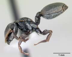 Cephalotes depressus (Klug 1824) resmi