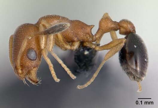 Image of Ant