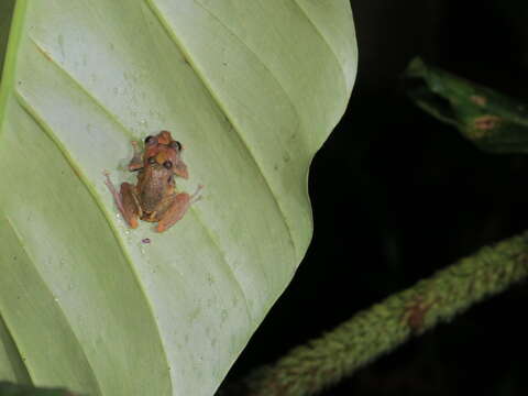 Image of white-striped robber frog