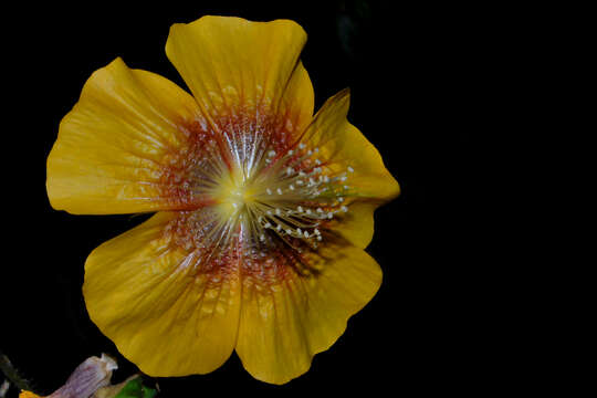 Image of Abutilon persicum (Burm. fil.) Merr.