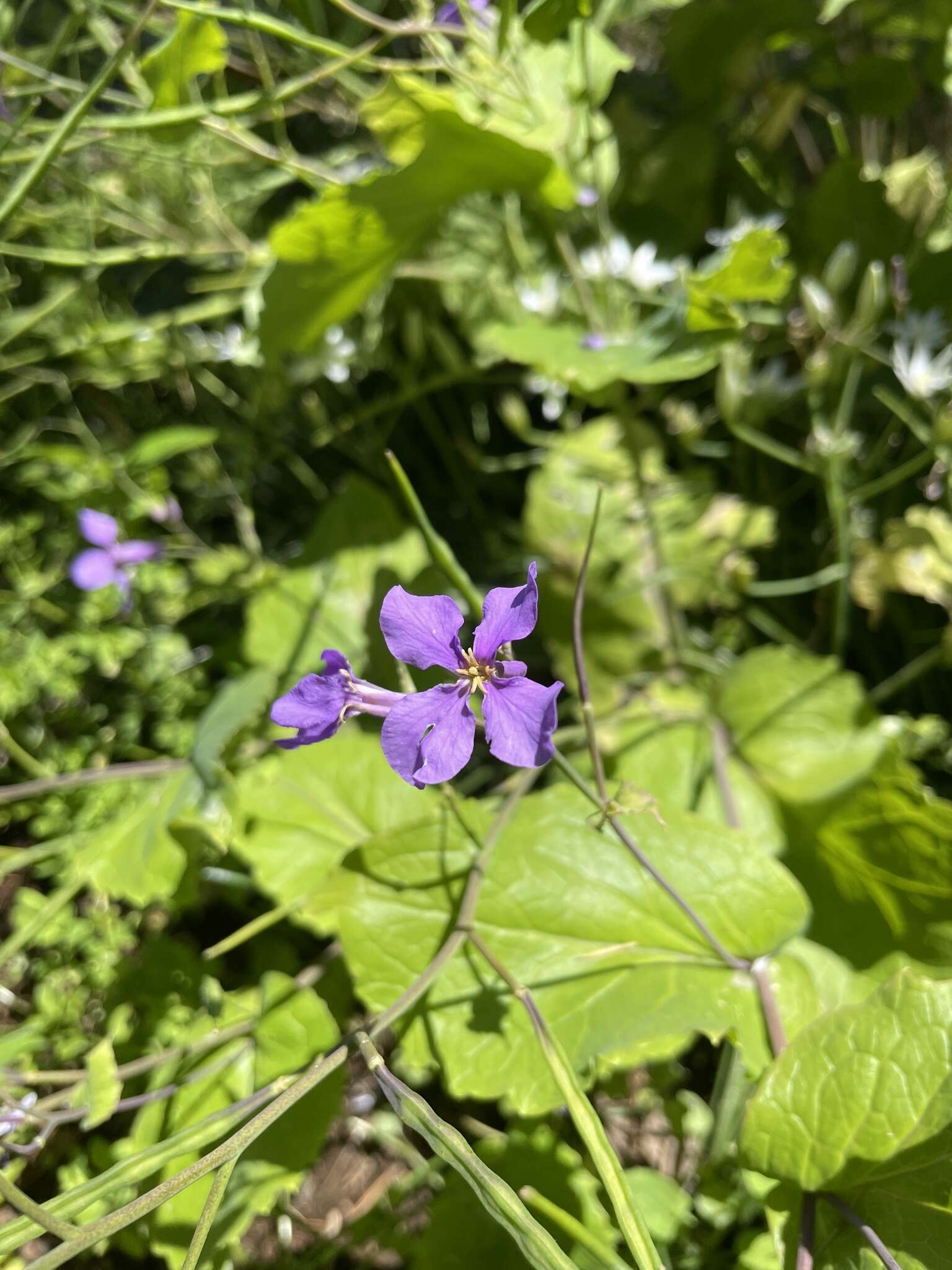 Imagem de Orychophragmus violaceus (L.) O. E. Schulz