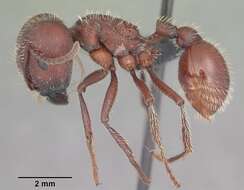 Image of Florida Harvester Ant