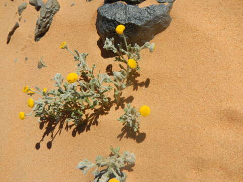 Image of Aaronsohnia pubescens (Desf.) K. Bremer & C. J. Humphries