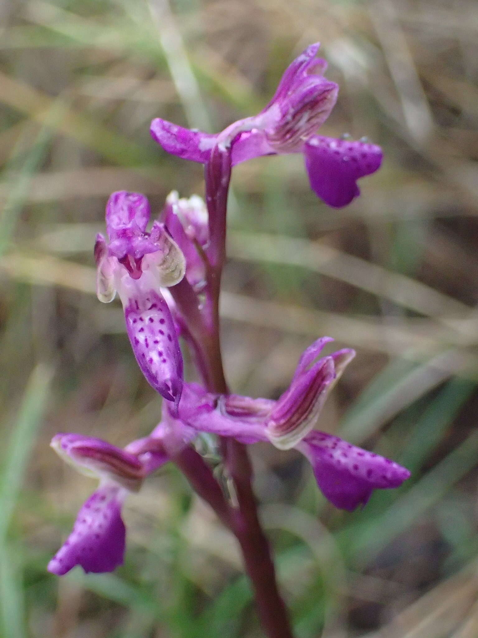 Image of Anacamptis morio subsp. picta (Loisel.) Jacquet & Scappat.