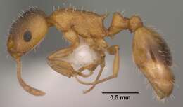 Image of Temnothorax rugatulus