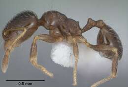 Pheidole bicarinata Mayr 1870 resmi