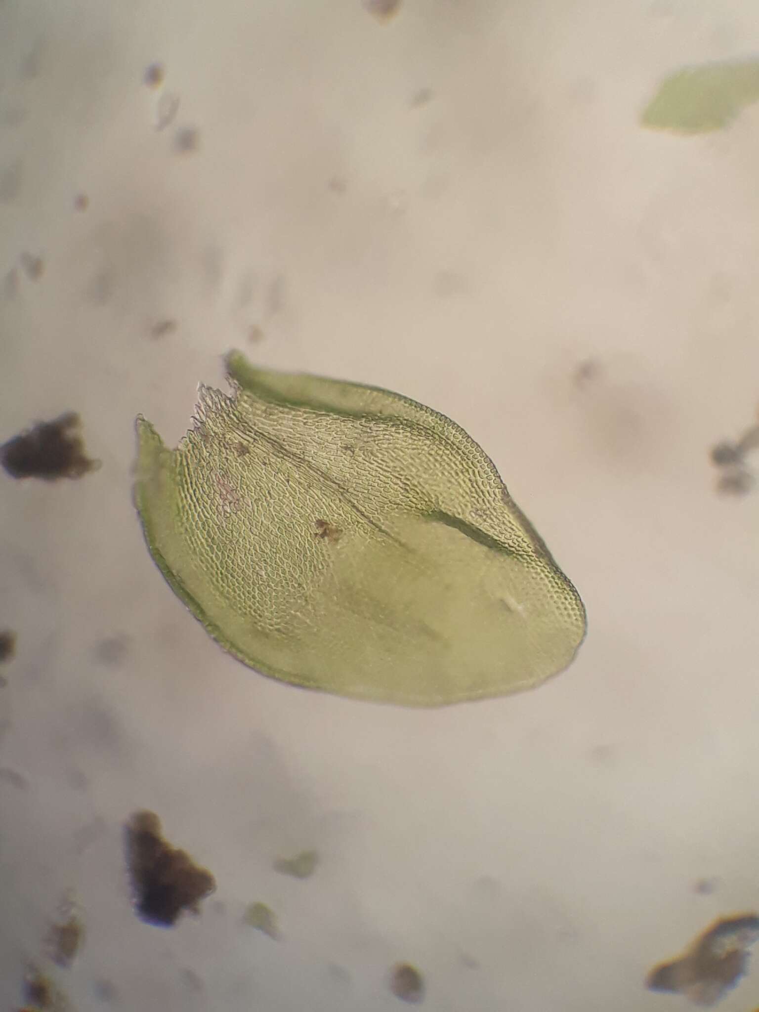 Image of Smith's leptodon moss
