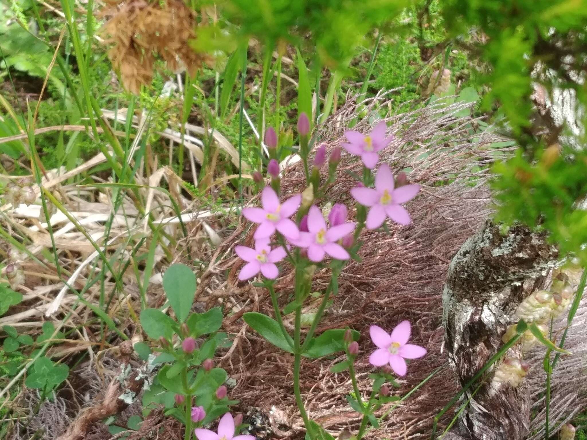 Image of Centaurium erythraea subsp. grandiflorum (Greuter) Melderis