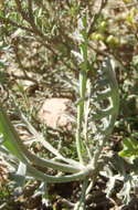 Image of Pelargonium laxum (Sweet) G. Don