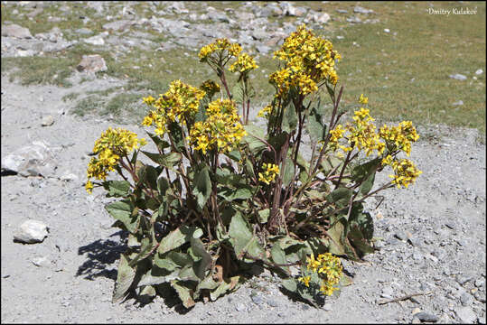 Image of Ligularia thomsonii (C. B. Cl.) Pojark.