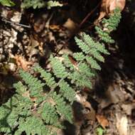 Image de Myriopteris tomentosa (Link) Fée