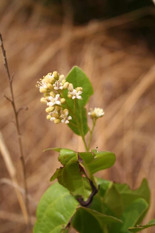 Image of false yam