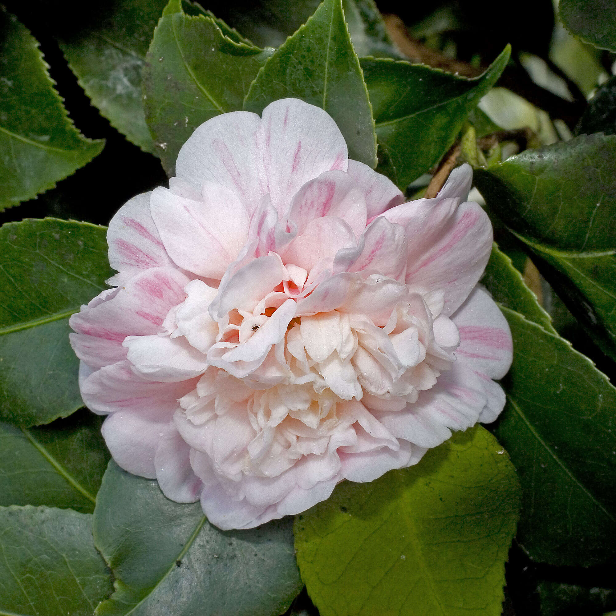 Image of camellia