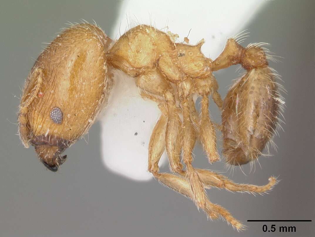 Image de Pheidole bicarinata Mayr 1870