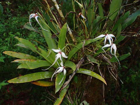 Image of Maxillaria ecuadorensis Schltr.