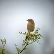 Image of Botteri's Sparrow