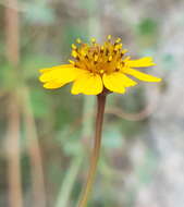 Image of Chrysanthellum pilzii J. L. Strother