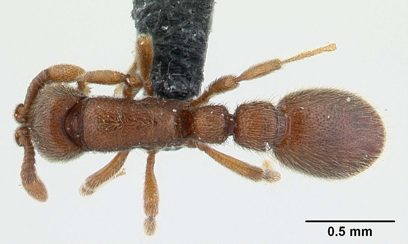 Image of Ant