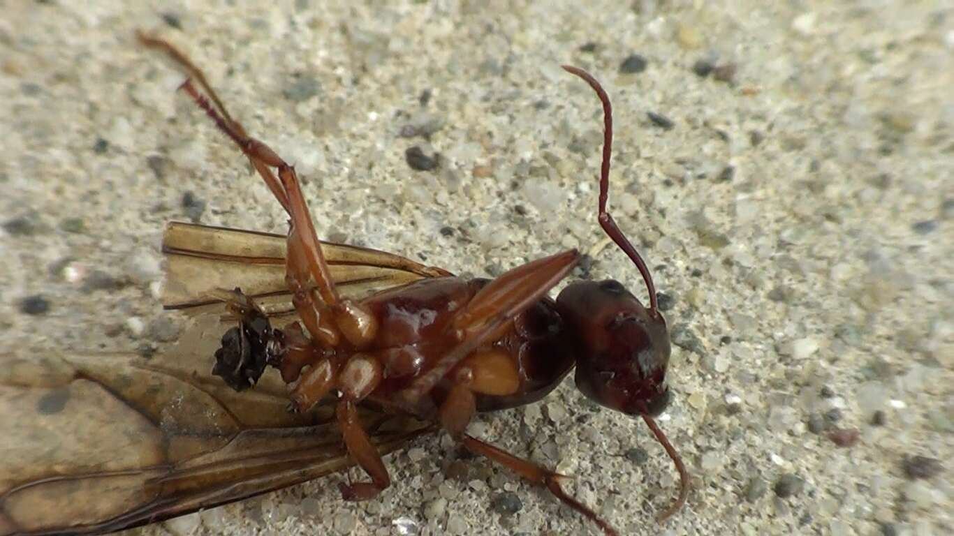 Image of Camponotus nylanderi Emery 1921