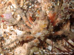 Image of rugose spider crab