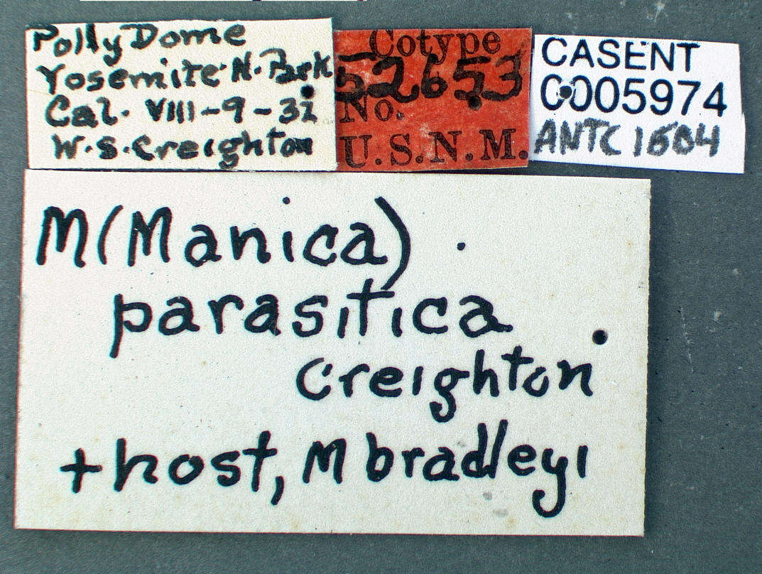 Image de Manica parasitica (Creighton 1934)