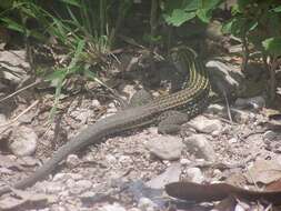 Image of Hispaniolan giant ameiva