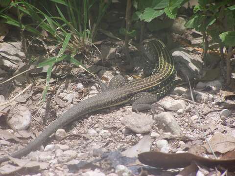 Image of Hispaniolan giant ameiva