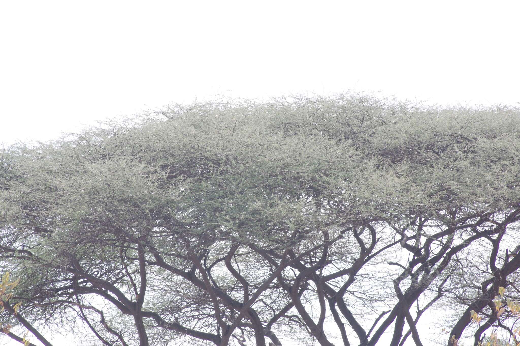 Image of umbrella thorn