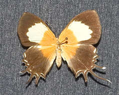 Image of Helicopis gnidus