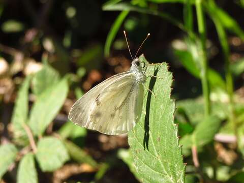 Plancia ëd Pieris napi (Linnaeus 1758)