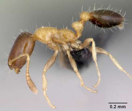 Monomorium floricola (Jerdon 1851) resmi