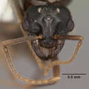 Image de Lasius interjectus