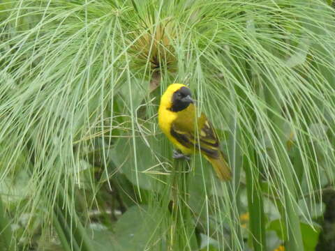 Image of Slender-billed Weaver